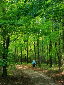 Under the forest canopy on the park's south side.