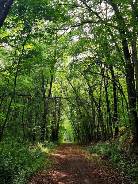 The trail going east from the junction near Rattail Lake.