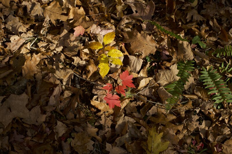 During the fall, leaves change color and light up the woods.