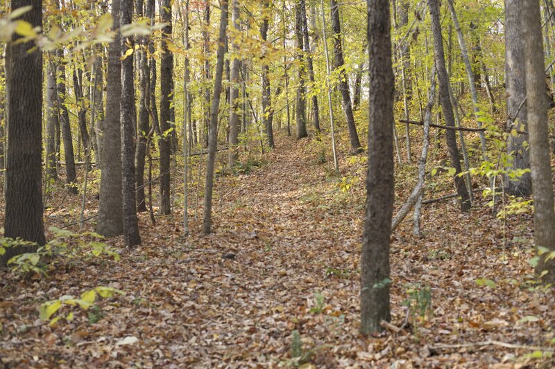 The trail rolls through the woods.