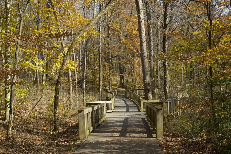 The trail transforms from a concrete surface to a wooden platform that carries the trail over the forest floor.