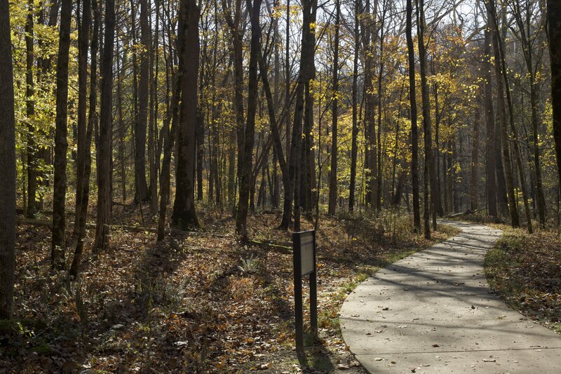 In the fall, the leaves change color and light up the forest around you.