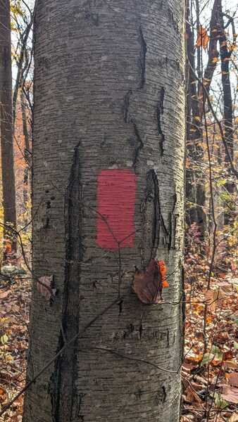 Racoon Trail Marker Example.