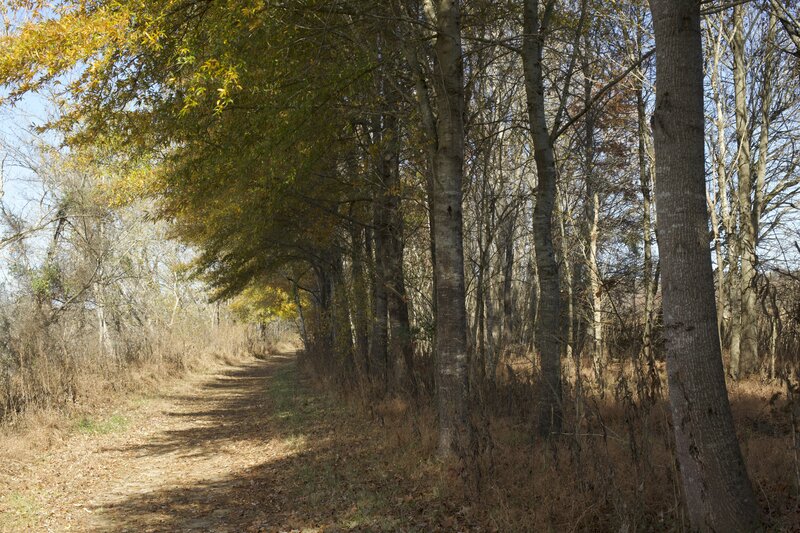 The trail as it works its way along the edge of the woods where birds can be seen throughout the year.