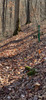 This is a good example of what the Valley Overlook Trail looks like in November.  Leaves have completely covered the trail but there are lots of markers.