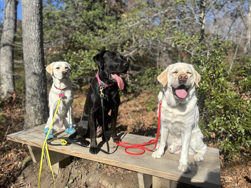 Dogs enjoying the bench overlook at the end of the trail. Please keep pups leashed to protect other creatures sharing the trails.