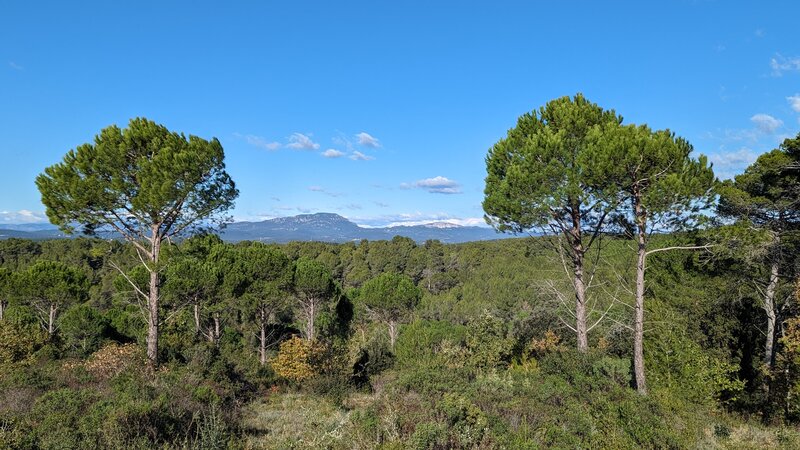 Baillarguet Forest