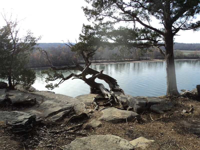 Spectacularly weathered trees cling to life along the bluff.