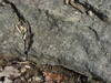 The limestone at the top of the bluff provides views of tiny fossils.