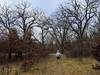 Through late Fall oak savanna on the Sunrise Trail.