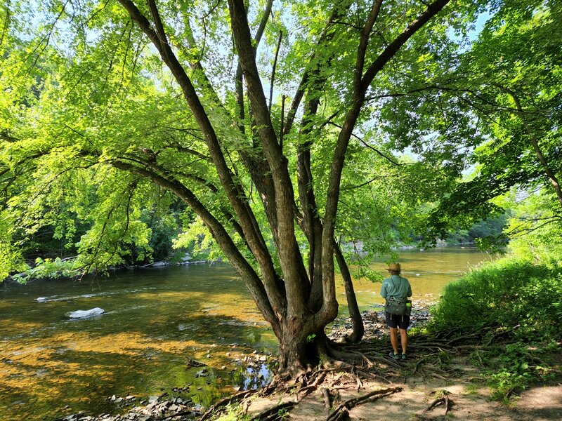 Where the Trout Lily Trail reaches the Straight River.