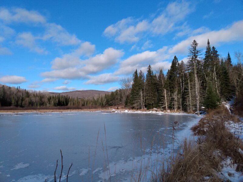 Beaver marsh