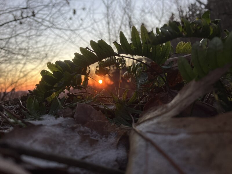 Sunrise portal through the ferns.