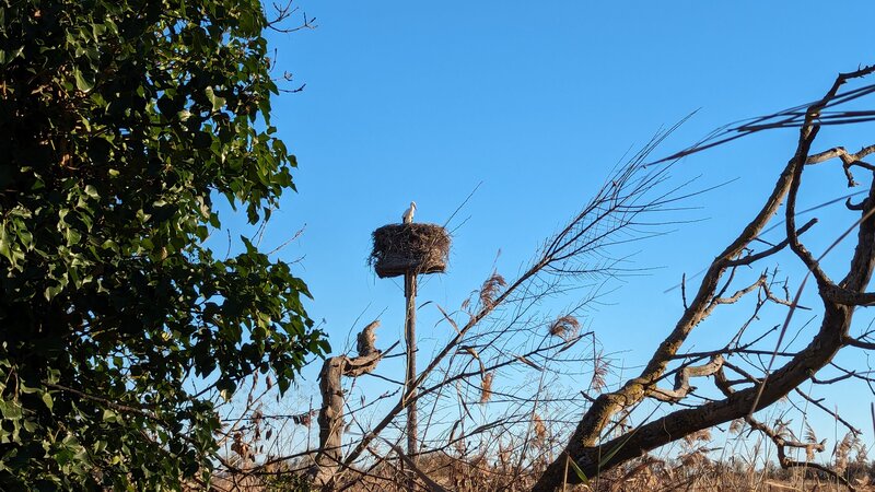 Stork nest from Sentier des Frenes et de la Cigogne blanche.