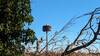 Stork nest from Sentier des Frenes et de la Cigogne blanche.