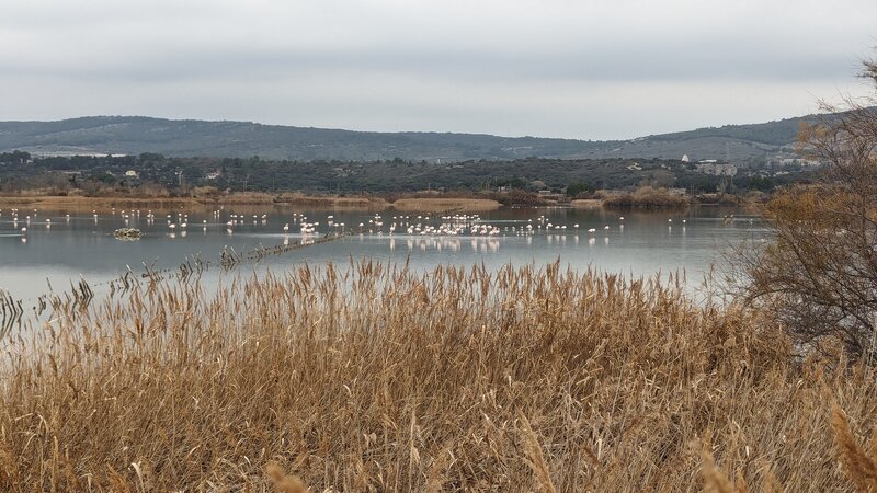 Flamingos by the Sentier des Sauniers