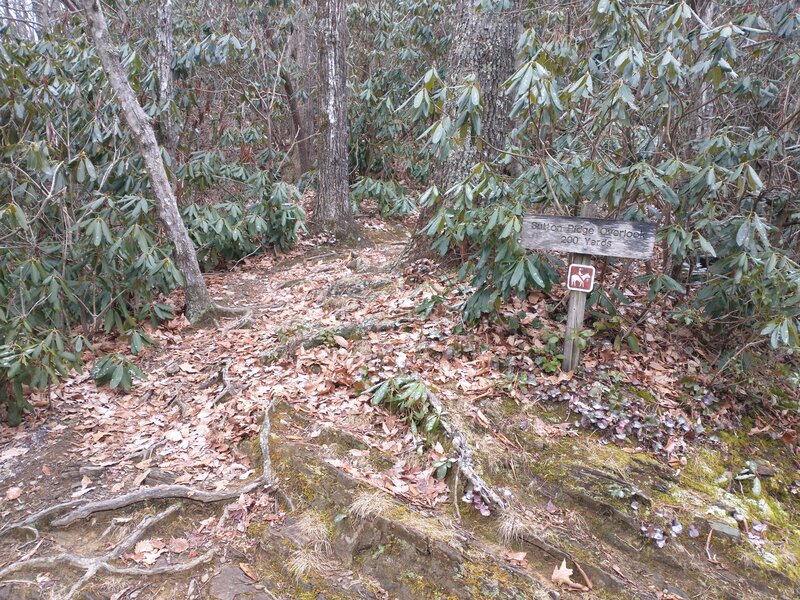 Start of Sutton Overlook trail off the Lower Mt. Cammerer Trail.