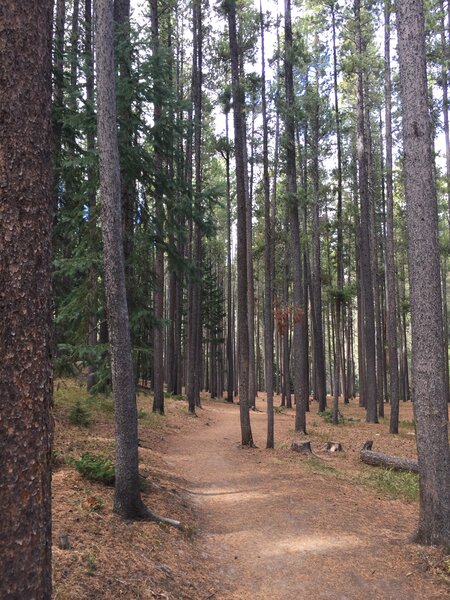 St Vrain Trail