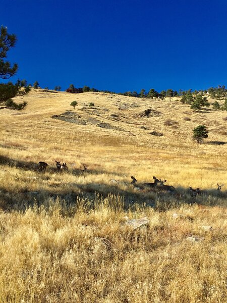 Deer family near Wonderland Hill.