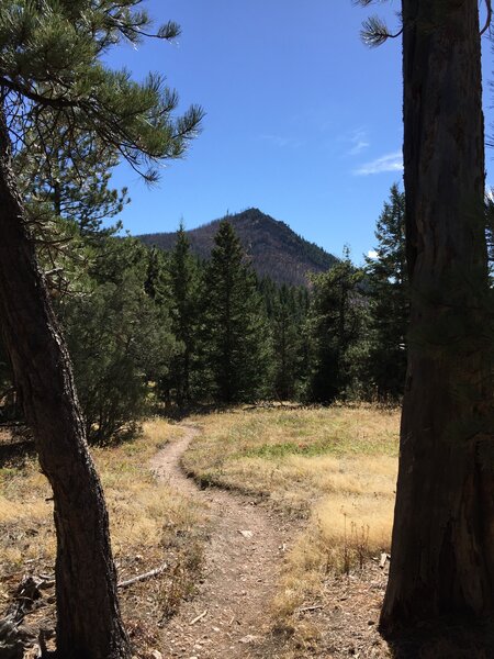 Bear Peak West Ridge, view of SBP.