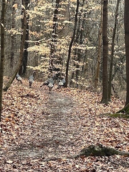 Turkeys hiking on Flatwoods Trail.