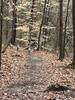 Turkeys hiking on Flatwoods Trail.