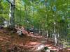 Amazing dappling and vibrant trees (mid-October).