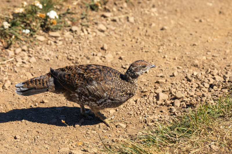 A Sooty Grouse on Hurricane Hill