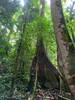 Giant Tree inside the Stream Trail