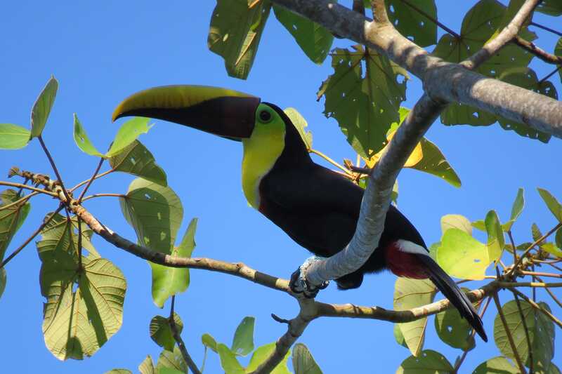 Toucan