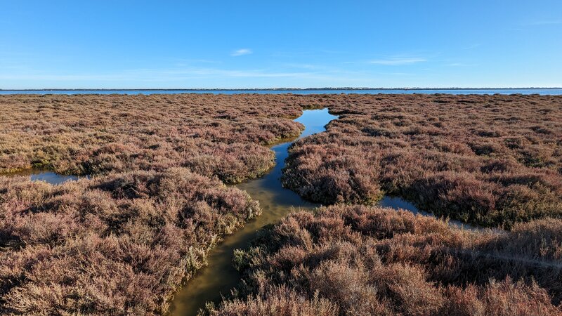 Swamps by Aresquiers Woods