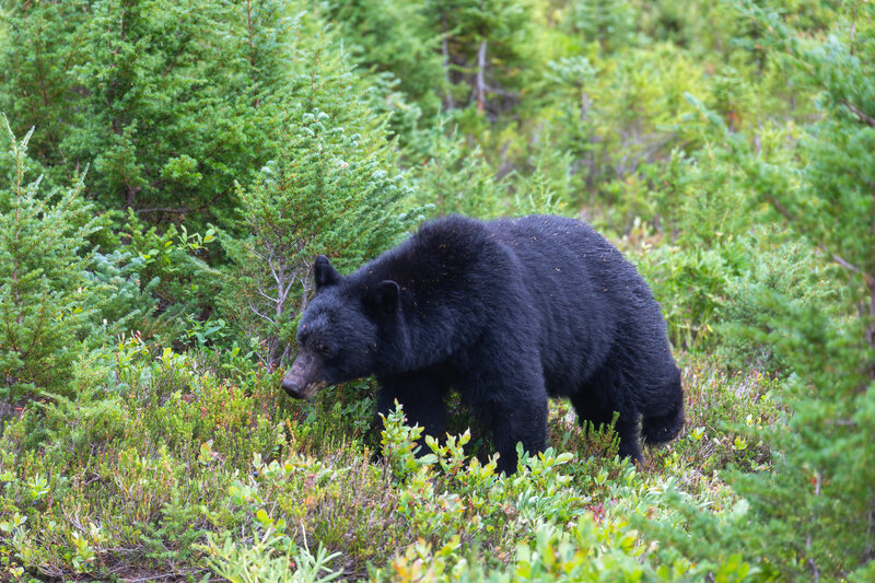 A black bear on the High Divide Trail.