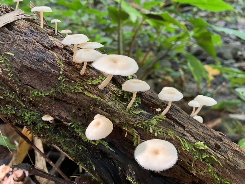 Little (Lentinus flexipes) mushrooms on a log.