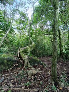 Tree called "El Bonsai"