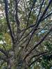 Tree Ficus aurea