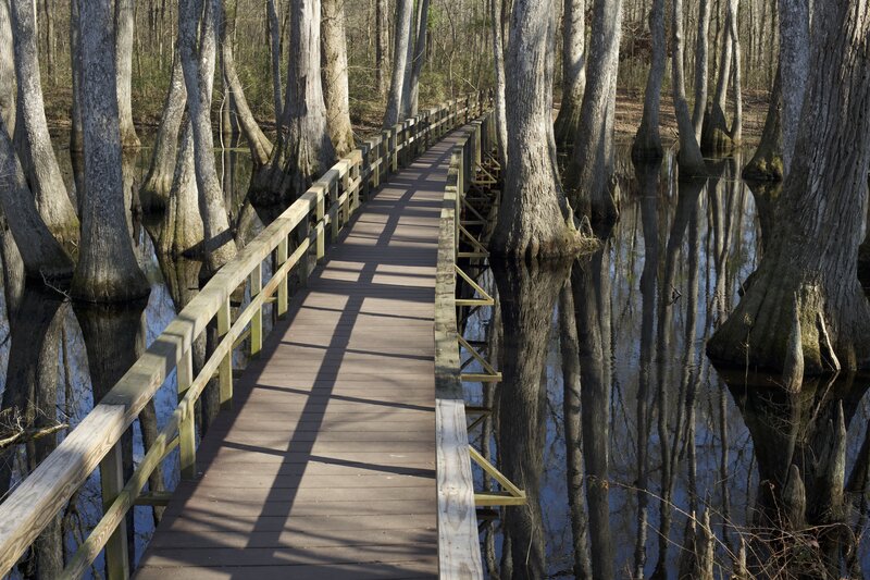 The boardwalk crossing the Cypress Swamp is great place to enjoy the view and look for wildlife.