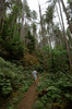 Very beginning of trail and awesome views with towering trees!