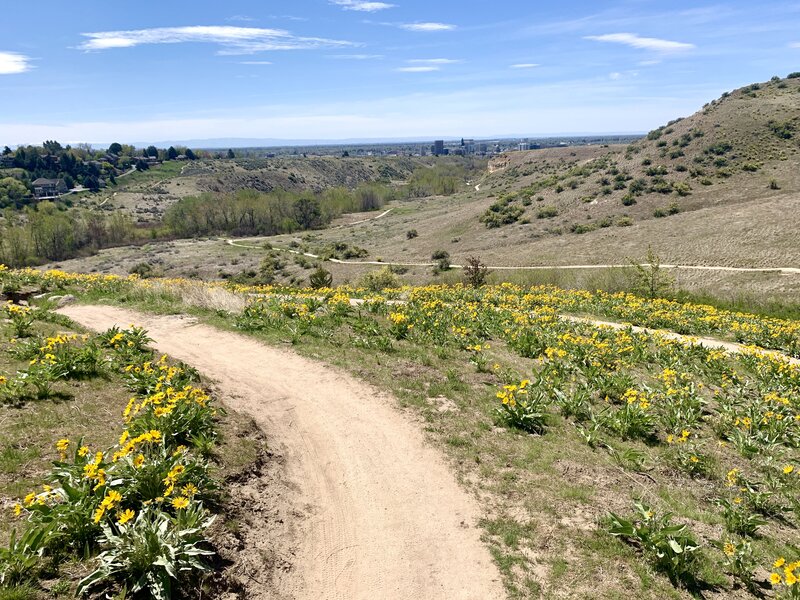 Arrowleaf balsamroot flowers along Ridge Crest Trail.