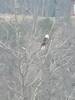 Bald eagle seen from the levee trail.