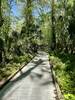 Boardwalk to Old Methuselah