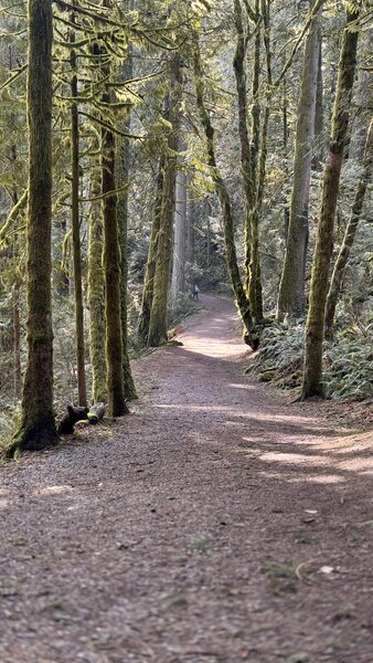 A section of trail.