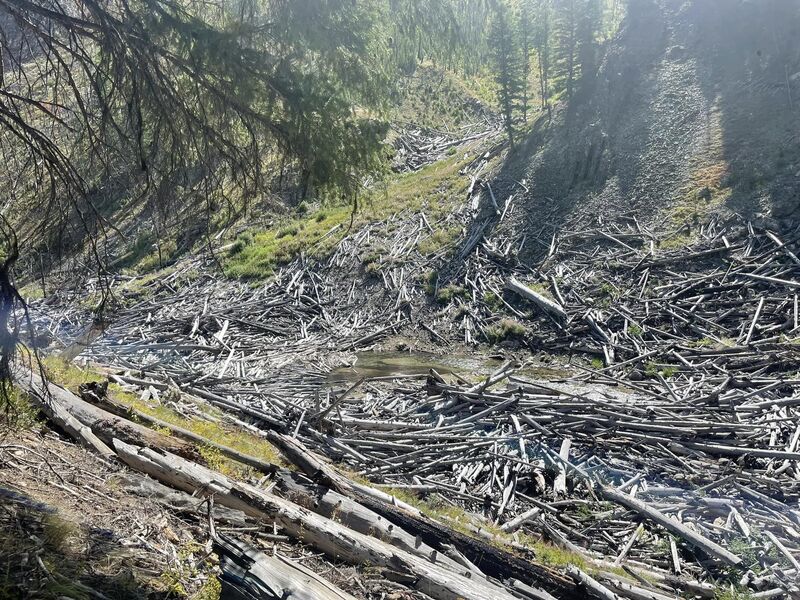 Little Pistol Creek avalanche slide piles.