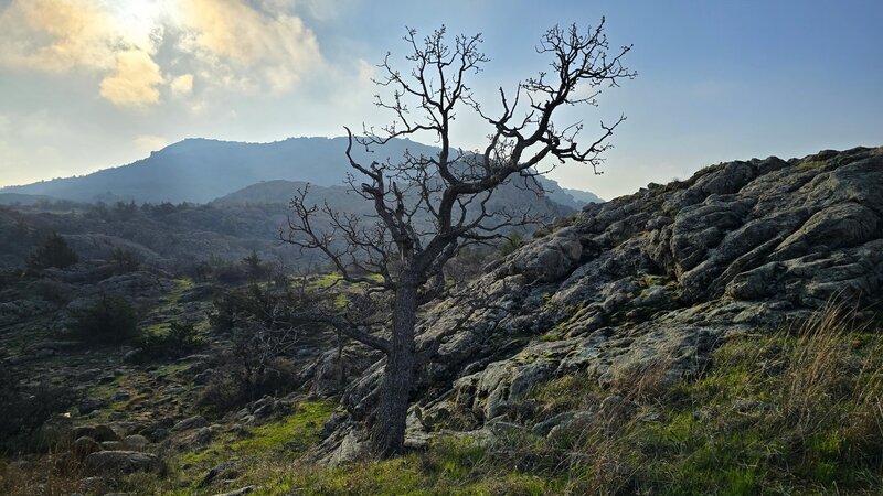 View of Elk Mountain from Crab Eyes Trail.