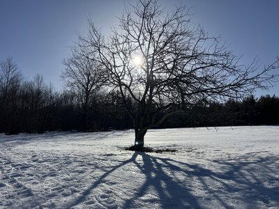 Sunlight through gnarled branches.