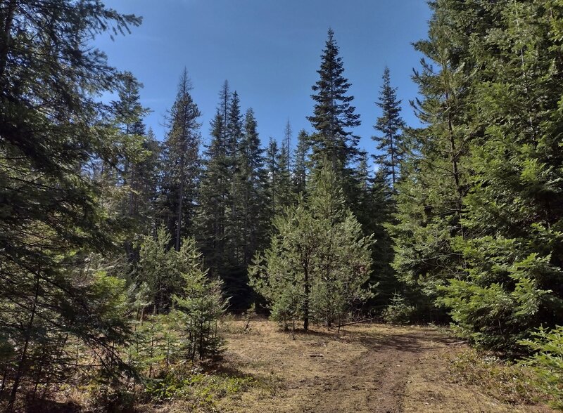 Occasionally the trail breaks out of the forest, into small meadows.