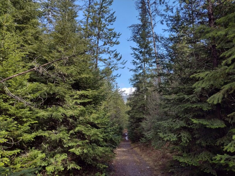 Pretty fir forest with a few patches of snow left, and hints of surrounding mountains.