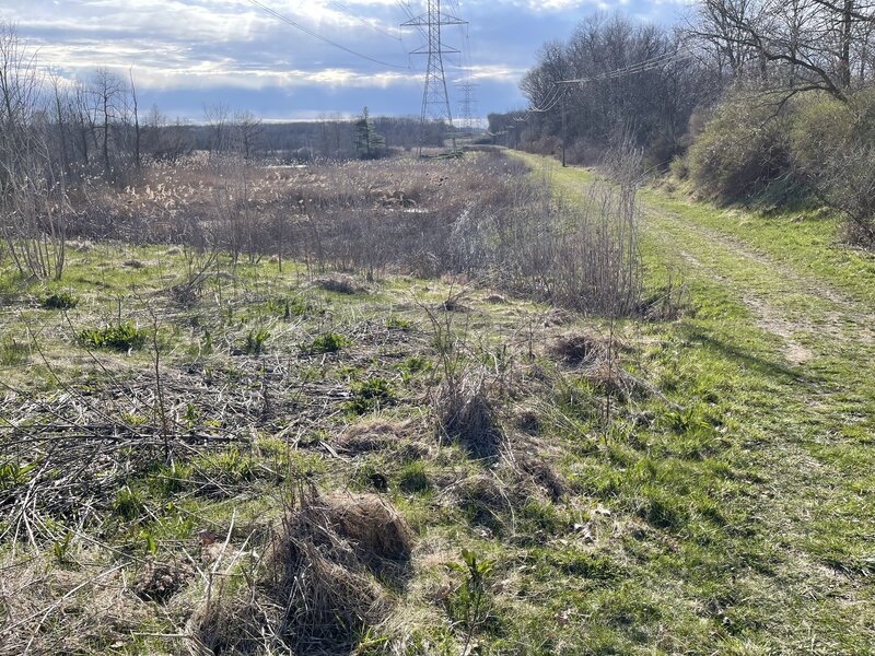 Early spring greenery on the northern section of Orange Loop.