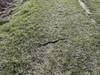 A Grey Rat Snake suns itself on the northern section of orange loop.