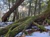 Sunlight over mossy roots.