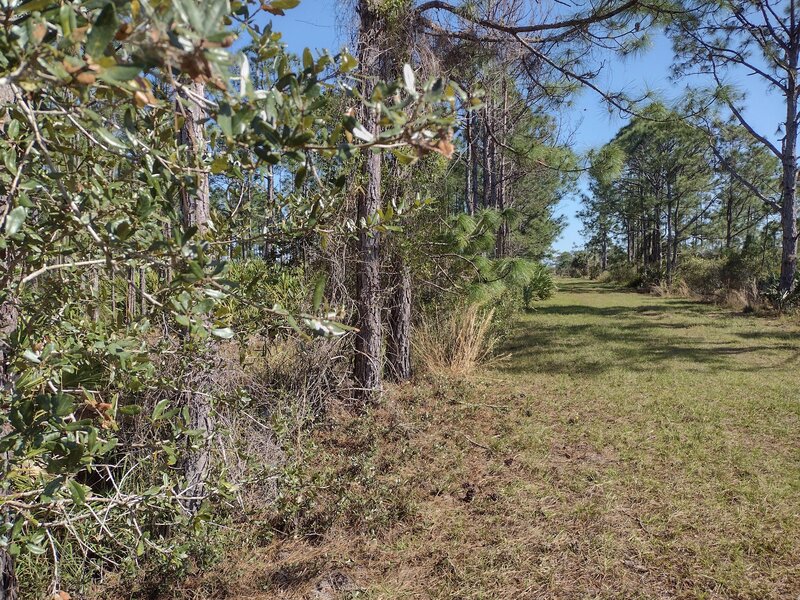 Nice dry trail, that bypasses the soggy southwest stretch of Blue Trail.